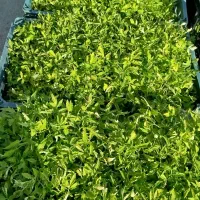 نشا گوجه محلی فلفل بادمجان زنگوان