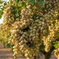 کودهای سه گانه(پات) واجب‌ بویژه برای گیاهان بارده