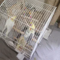 عروس هلندی جفت خوشگل مولد