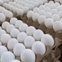 پخش تخم مرغ