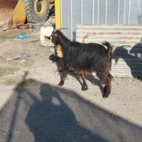 بز جوان سرحال