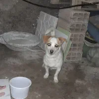 واگذاری سگ پاکوتاه