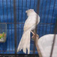 قناری نر کاکل