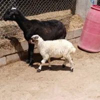 میش و بره درجه یک