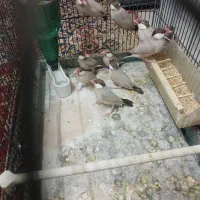 فنچ نرگسی شکلاتی مولد