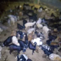 فروش ۵۰راس بز کهره دار