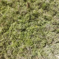 کاکوتی  کهلیح اوتی