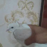 کفتر