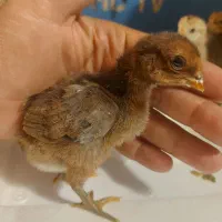 جوجه لاری