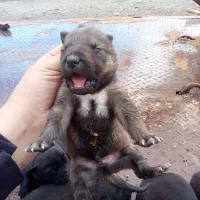 هاسکی و مالینویز اصلی