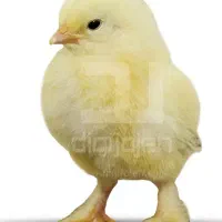 برهما لایت و بلک