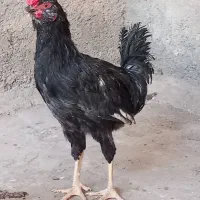 خروس گلین
