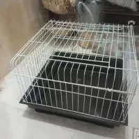 قفس نو