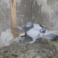 کفتر|پرنده|شیراز, کوزه گری|دیوار