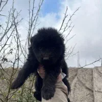 سگ ژرمن شولاین بلک