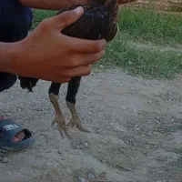 جوجه لاری