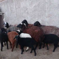 ۶راس میش جوان و بره