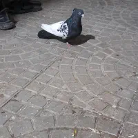 کبوترچندتا