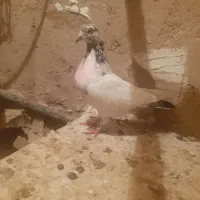 کبوتر تهرانی فروشی