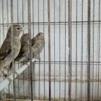 جوجه سهره قناری و لانه سهره