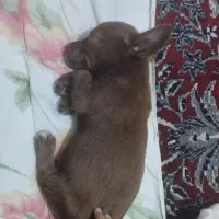 توله سگ