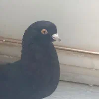 ذاغ چشم زرد