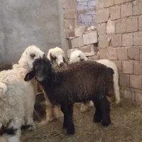 10 راس بره نر
