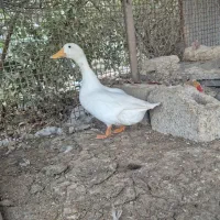 اردک نر