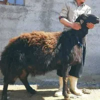 گوسفند قوچ افشاری سه رون بره نر