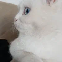 گربه