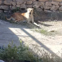 سگ سرابی