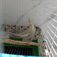 عروس هلندی  ۵ ماهه نر