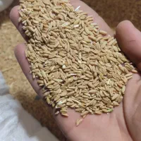 گندم دیم|خوردنی و آشامیدنی|سامن, |دیوار