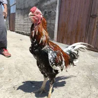 فروش خروس و مرغ لاری درجه ۱