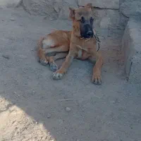 کوچوک