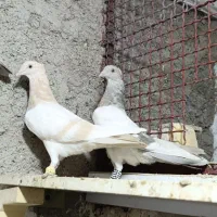 کبوتر سوسنی