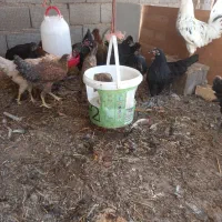 مرغ جهادی