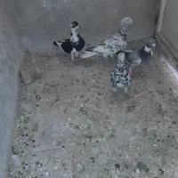 کبوتر هفترنگ