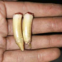 سیخک خروس