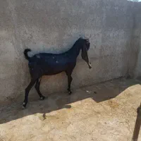 بز.کهره .پازن .میش