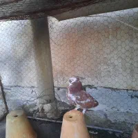 کبوتر شازده سرخ