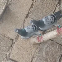 کبوتر پلاکی جوج اشتری
