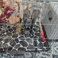 فروش پرنده عروس