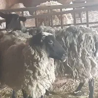 میش رومانوف فرانسه و بره نر لاروف(لاکن 50 درصد )
