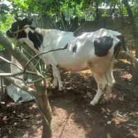گاو و گوساله دورگ