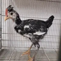 نیمچه مرغ و خروس گلین