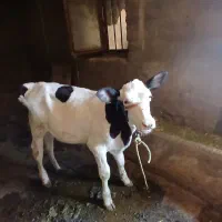 فروش گاوه گوساله ۳ماه زاییده