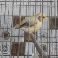 فروش قناری یکساله سوخته ای گلاستر موزایکی