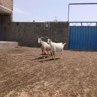3راس بز اسپانیایی