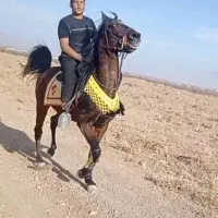 اسب همه چیز تمام